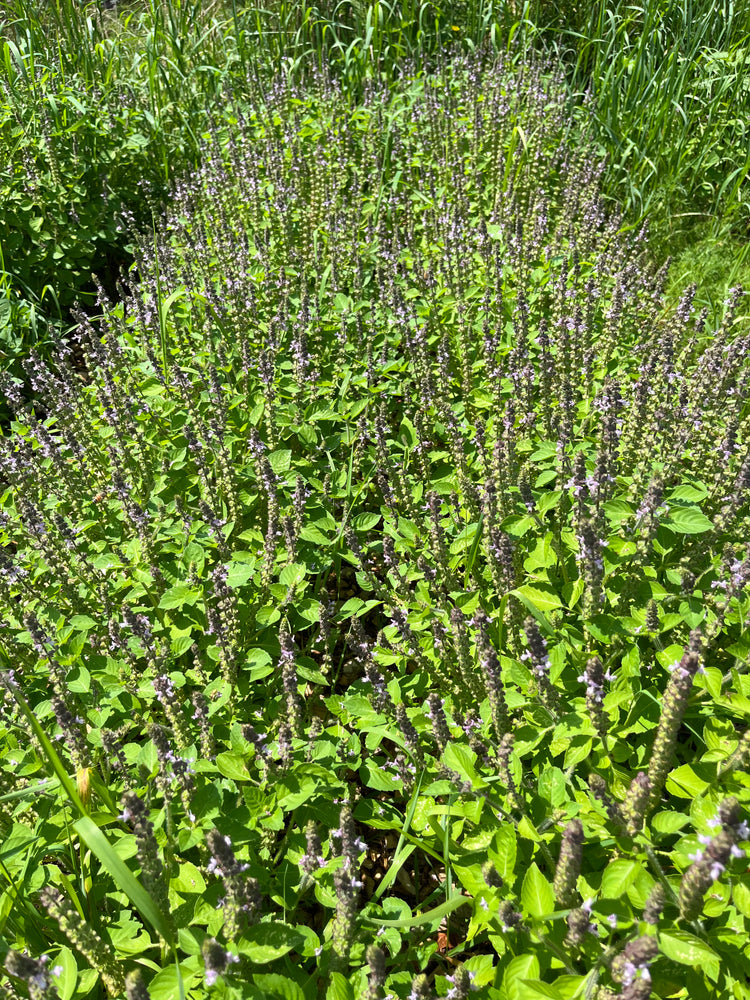 Tulsi Elixir