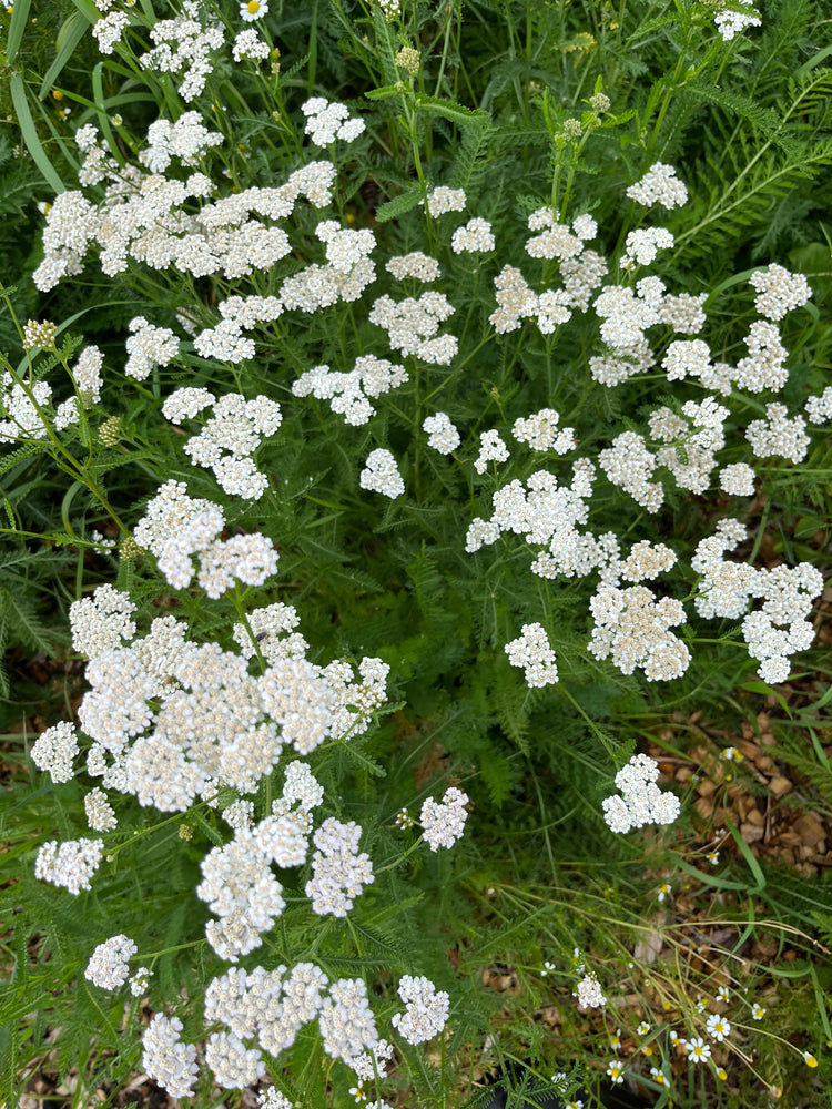 Yarrow Elixir