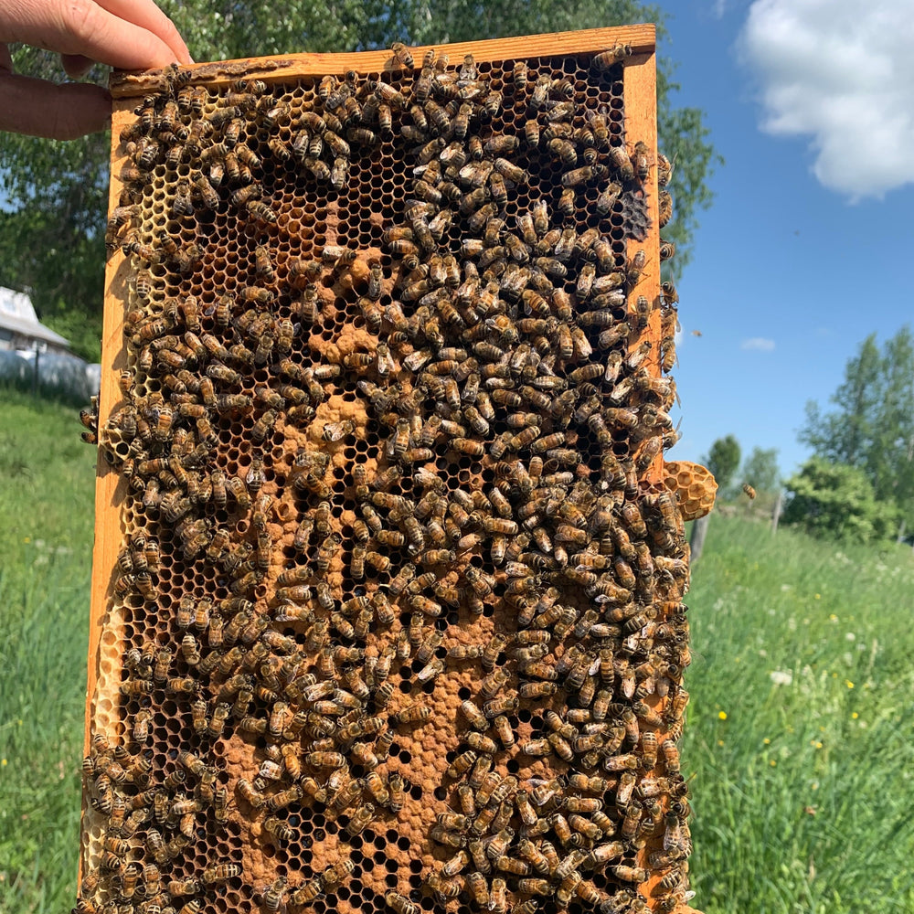 
                  
                    Honeybees hard at work making honey at Woodard's Farm
                  
                